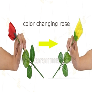 Color Changing Rose تغیر رنگ گل رز